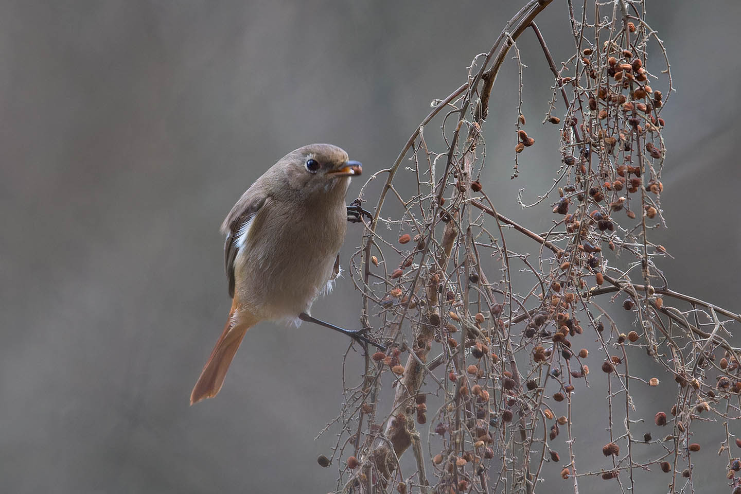 Canon EOS 60D + TAMRON SP 150-600mm F/5-6.3 Di VC USD (A011) and DxO PureRAW 3