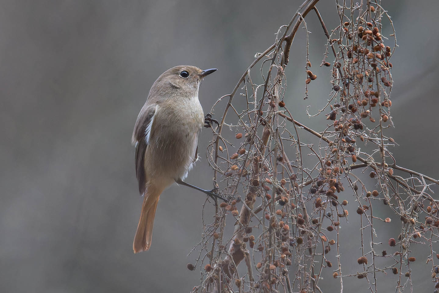 Canon EOS 60D + TAMRON SP 150-600mm F/5-6.3 Di VC USD (A011) and DxO PureRAW 3