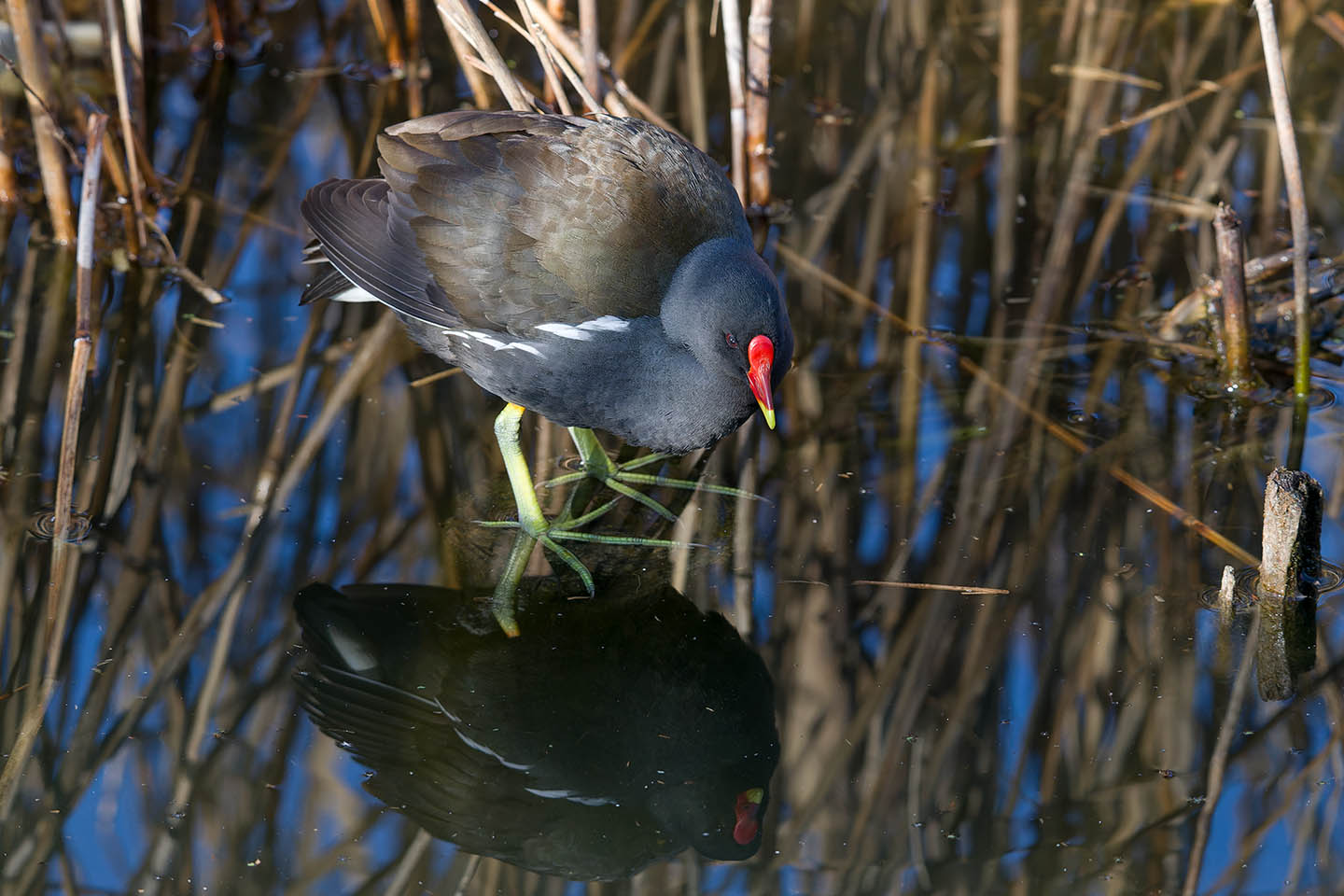 Canon EOS 6D + TAMRON SP 150-600mm F/5-6.3 Di VC USD (A011) and DxO PureRAW 3