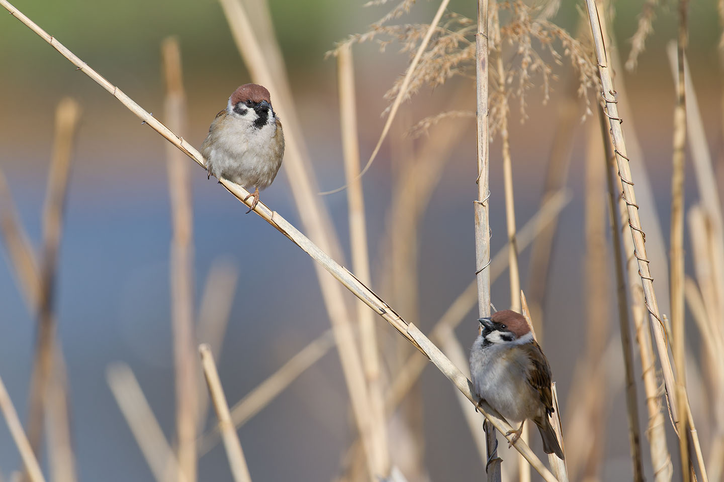 Canon EOS 6D + TAMRON SP 150-600mm F/5-6.3 Di VC USD (A011) and DxO PureRAW 3