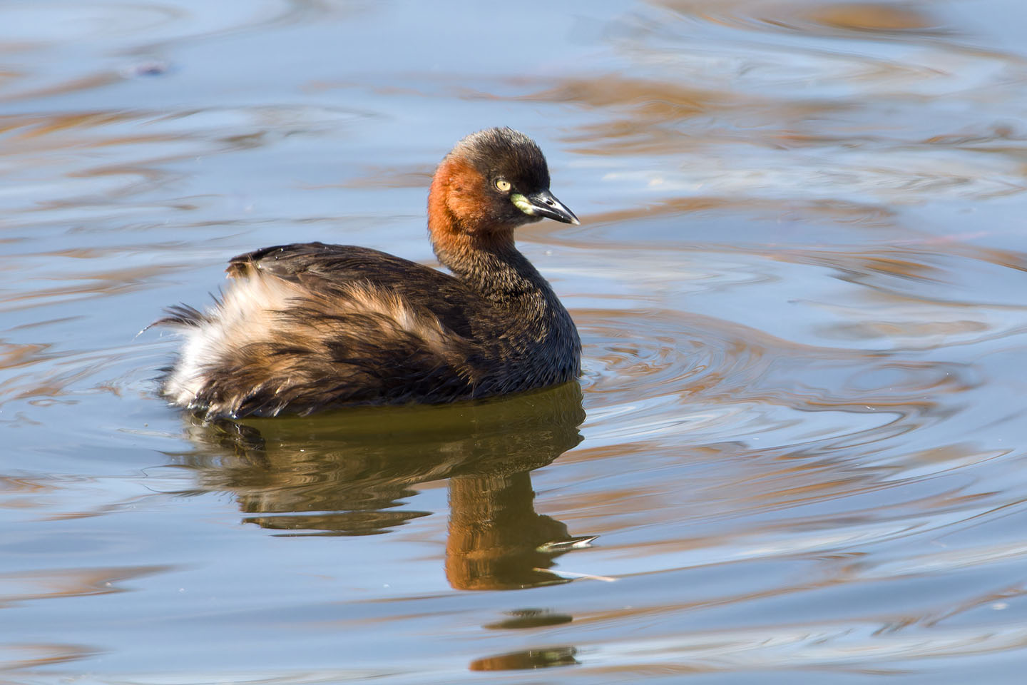 Canon EOS 60D + TAMRON SP 150-600mm F/5-6.3 Di VC USD (A011) and DxO PureRAW 3