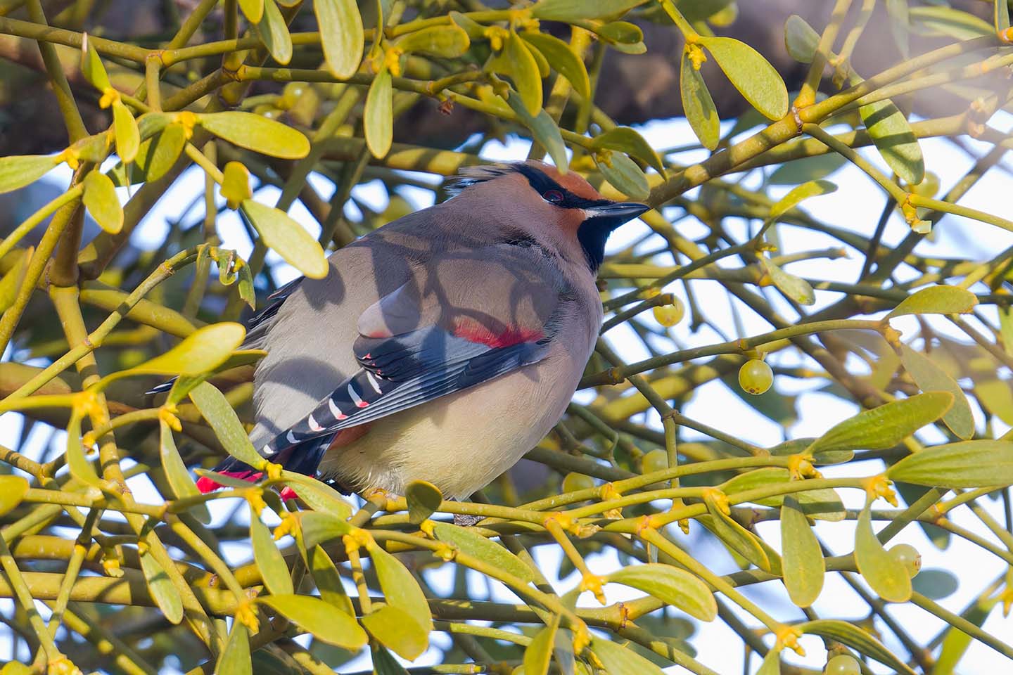 Canon EOS 60D + TAMRON SP 150-600mm F/5-6.3 Di VC USD (A011) and DxO PureRAW 3