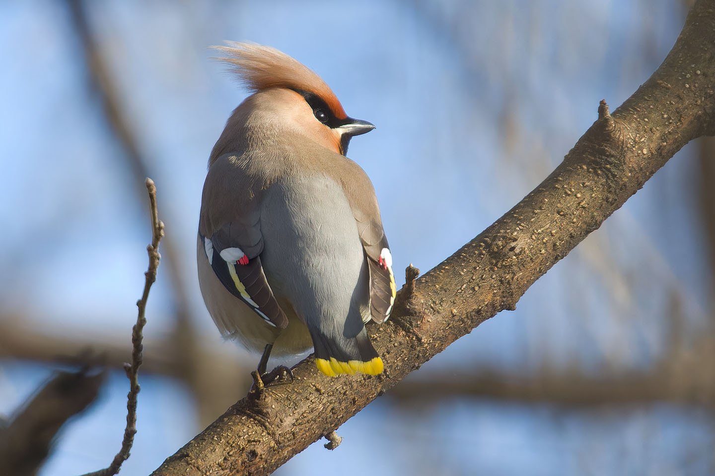 Canon EOS 60D + TAMRON SP 150-600mm F/5-6.3 Di VC USD (A011) and DxO PureRAW 3