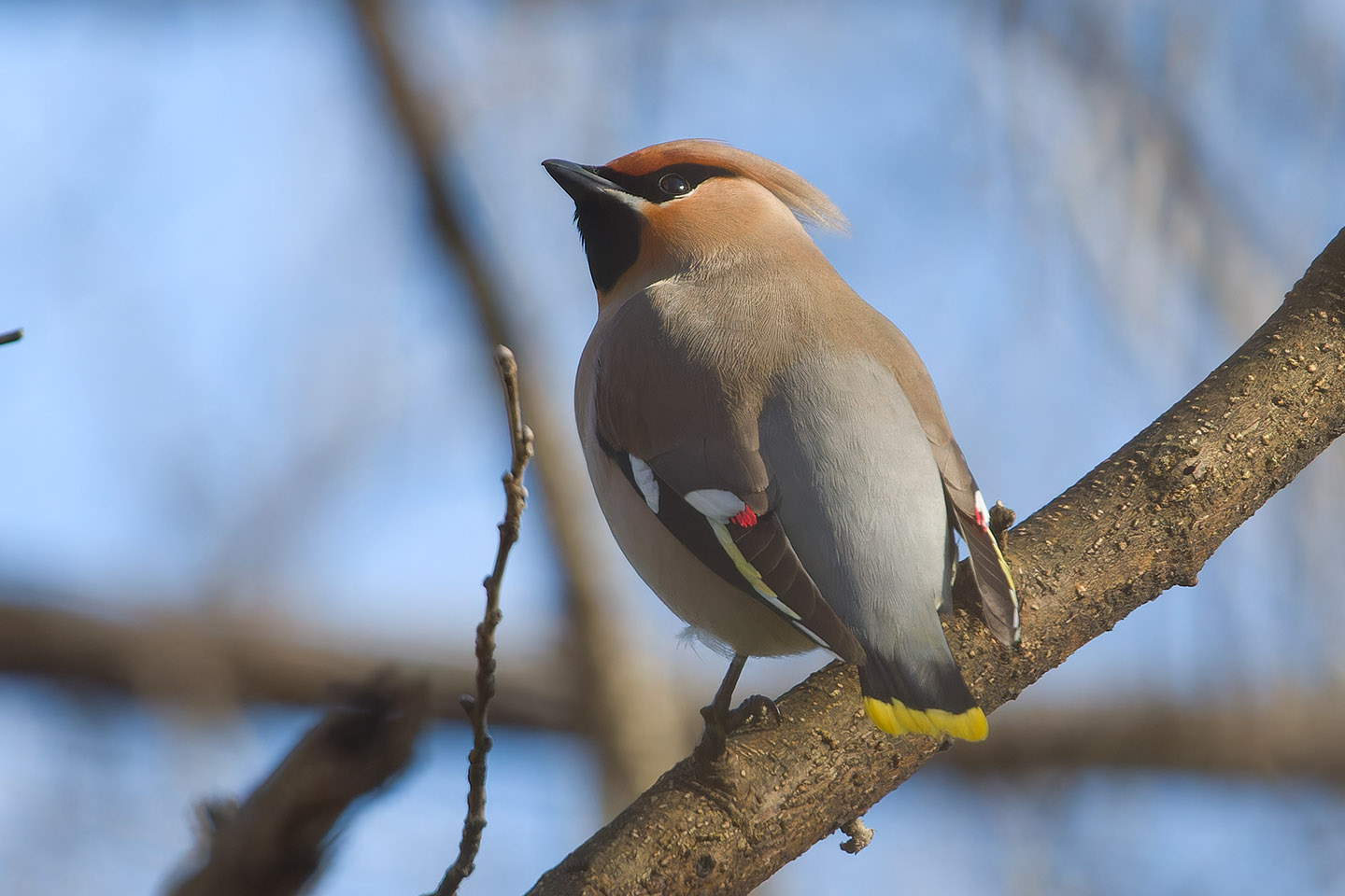 Canon EOS 60D + TAMRON SP 150-600mm F/5-6.3 Di VC USD (A011) and DxO PureRAW 3