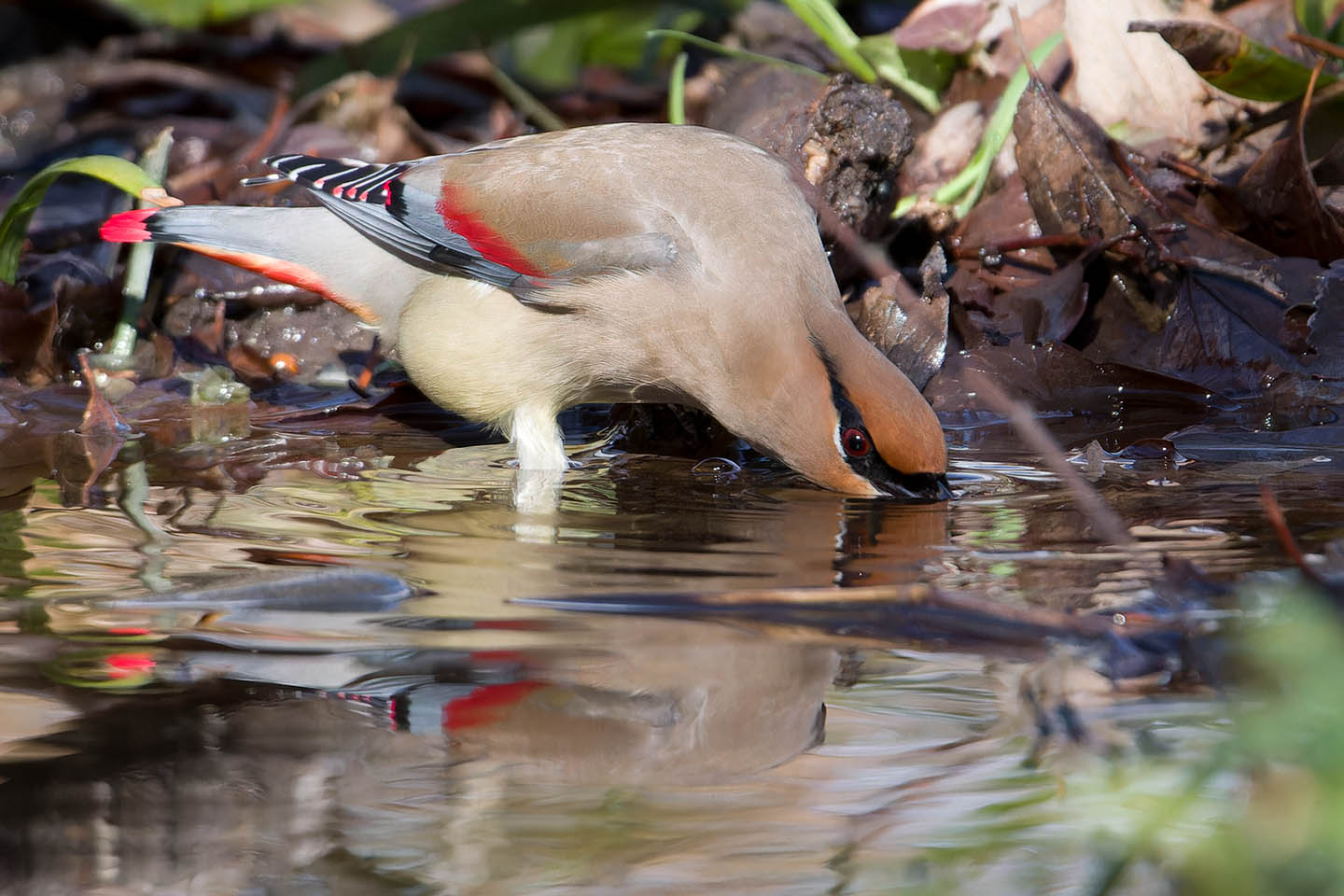 Canon EOS 60D + TAMRON SP 150-600mm F/5-6.3 Di VC USD (A011) and DxO PureRAW 3