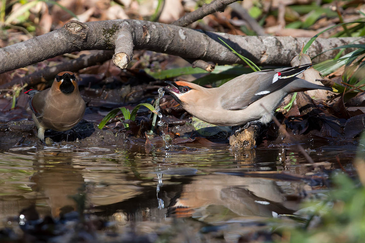 Canon EOS 60D + TAMRON SP 150-600mm F/5-6.3 Di VC USD (A011) and DxO PureRAW 3