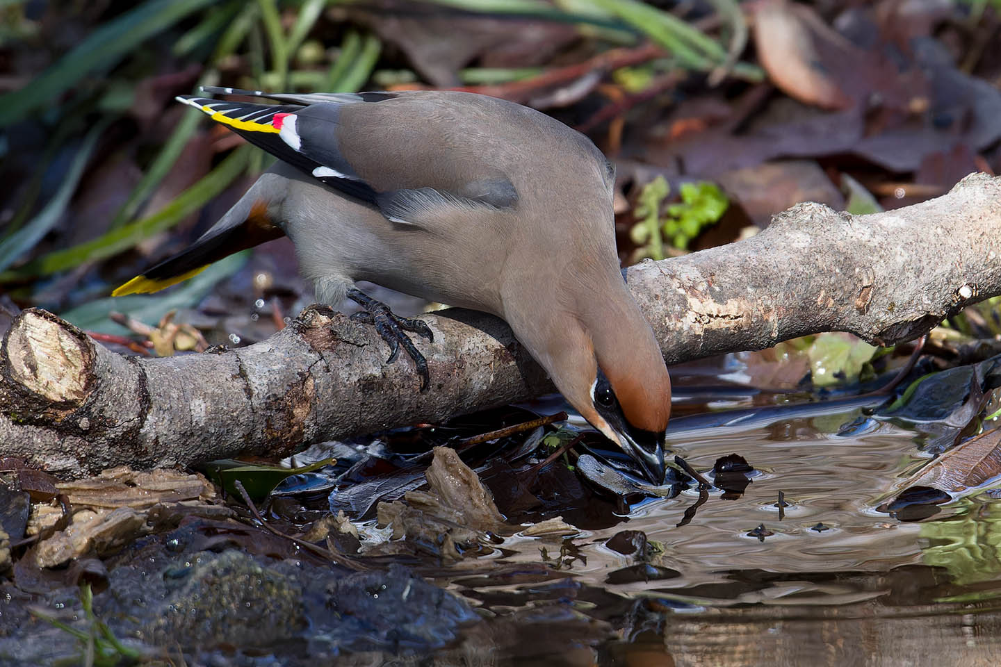 Canon EOS 60D + TAMRON SP 150-600mm F/5-6.3 Di VC USD (A011) and DxO PureRAW 3