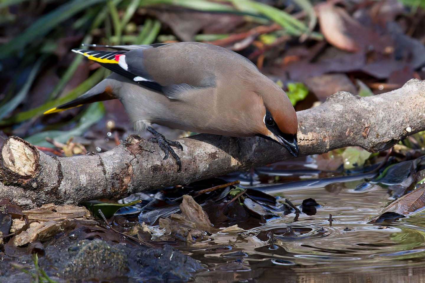 Canon EOS 60D + TAMRON SP 150-600mm F/5-6.3 Di VC USD (A011) and DxO PureRAW 3