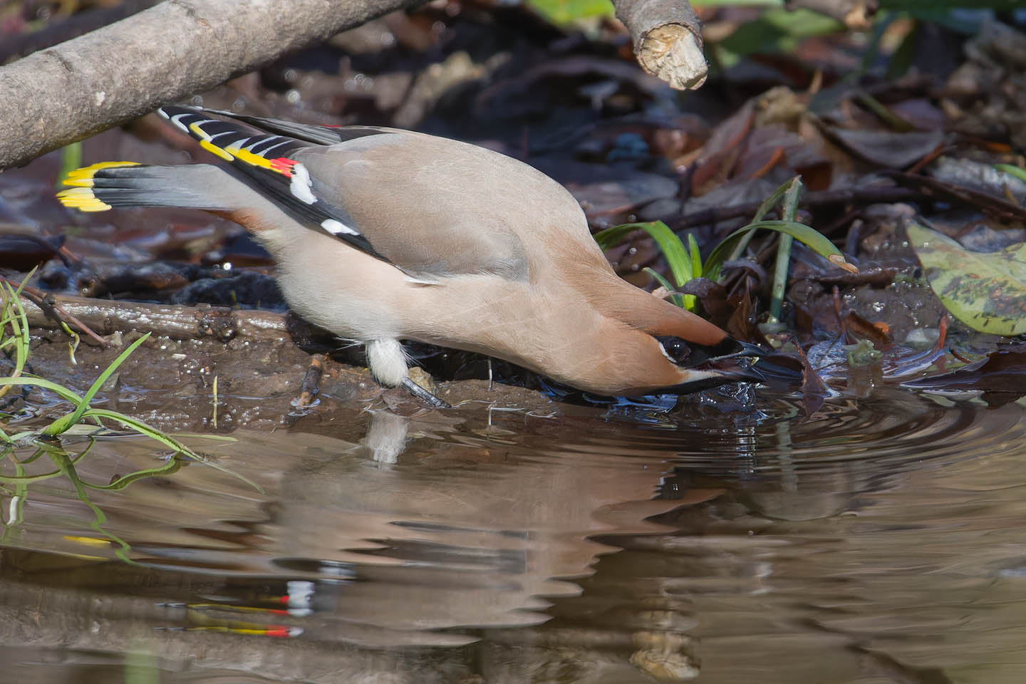 Canon EOS 60D + TAMRON SP 150-600mm F/5-6.3 Di VC USD (A011) and DxO PureRAW 3