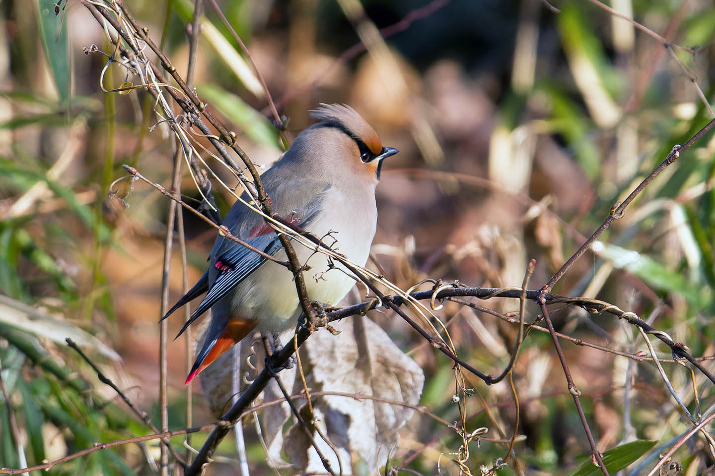 Canon EOS 60D + TAMRON SP 150-600mm F/5-6.3 Di VC USD (A011) and DxO PureRAW 3