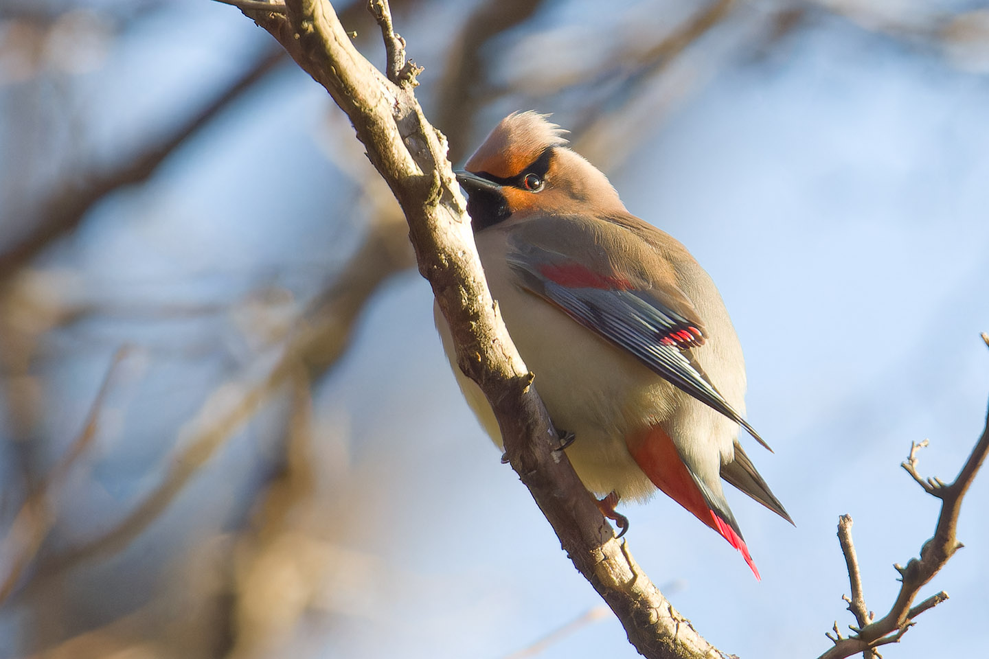 Canon EOS 60D + TAMRON SP 150-600mm F/5-6.3 Di VC USD (A011) and DxO PureRAW 3