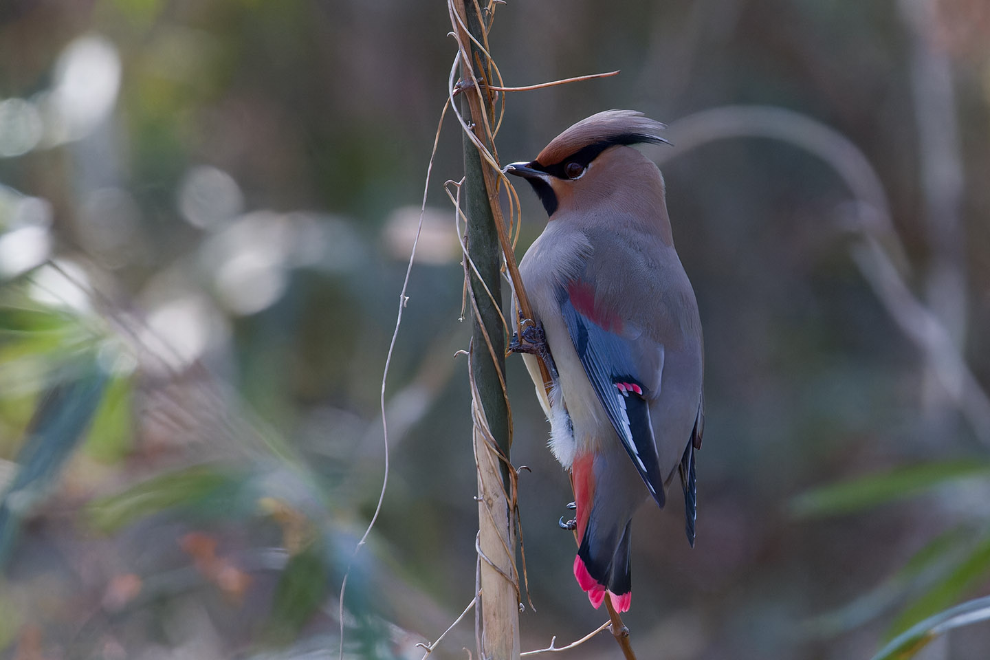 Canon EOS 60D + TAMRON SP 150-600mm F/5-6.3 Di VC USD (A011) and DxO PureRAW 3