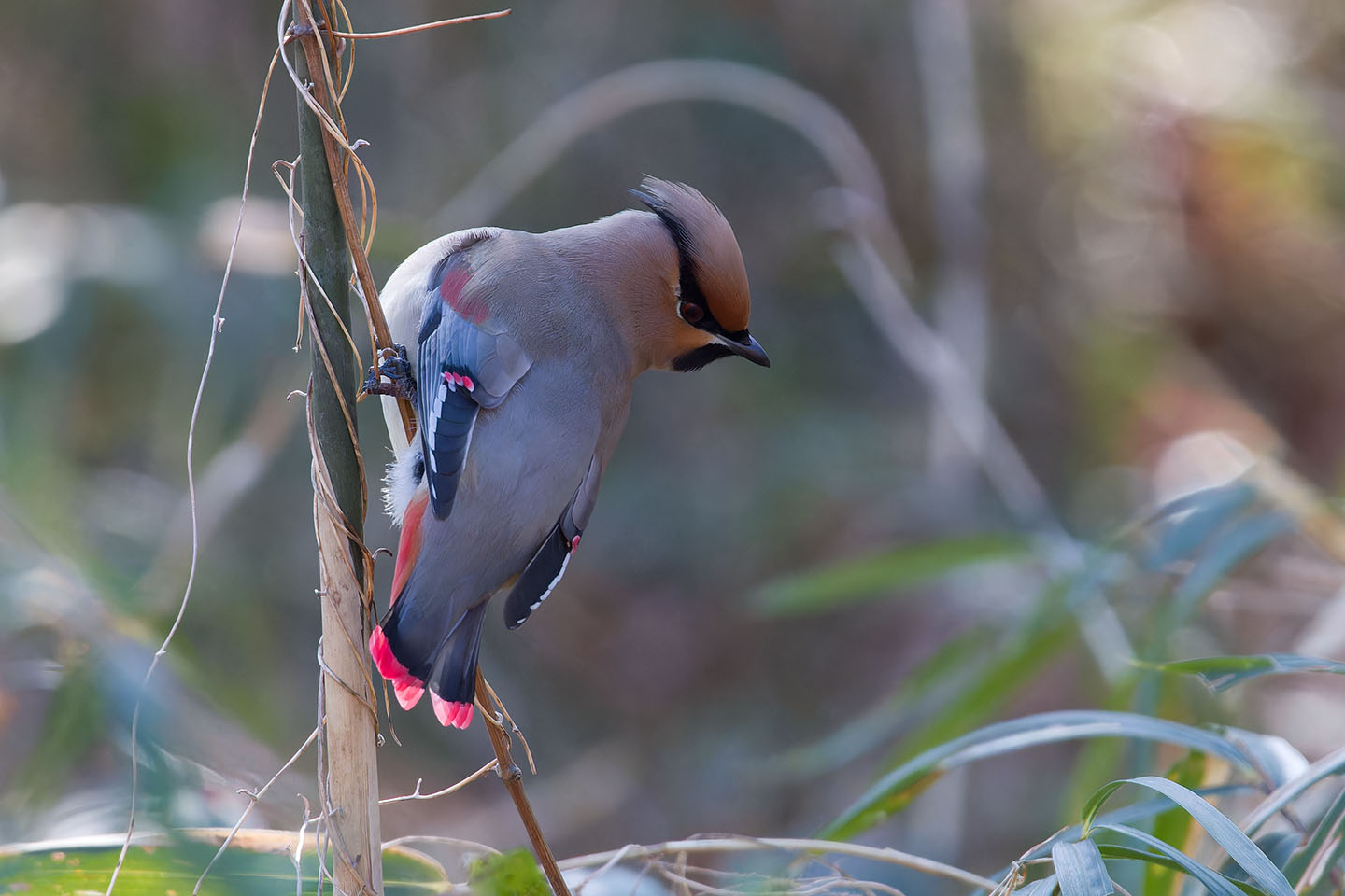 Canon EOS 60D + TAMRON SP 150-600mm F/5-6.3 Di VC USD (A011) and DxO PureRAW 3