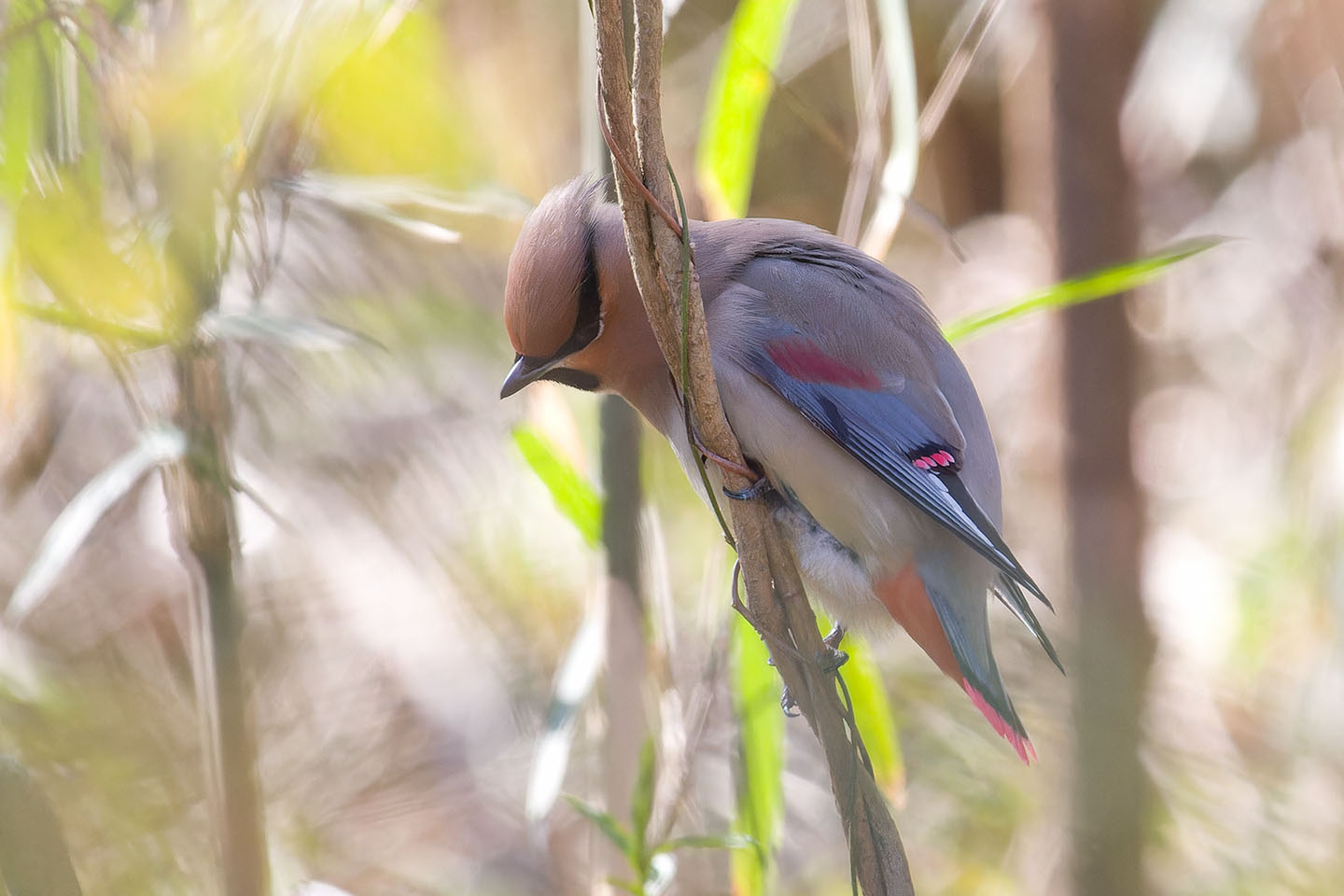 Canon EOS 60D + TAMRON SP 150-600mm F/5-6.3 Di VC USD (A011) and DxO PureRAW 3