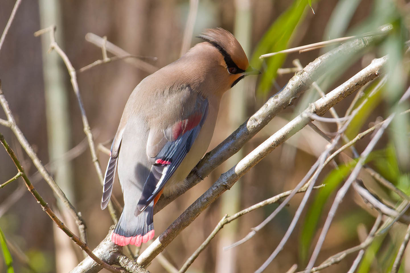 Canon EOS 60D + TAMRON SP 150-600mm F/5-6.3 Di VC USD (A011) and DxO PureRAW 3