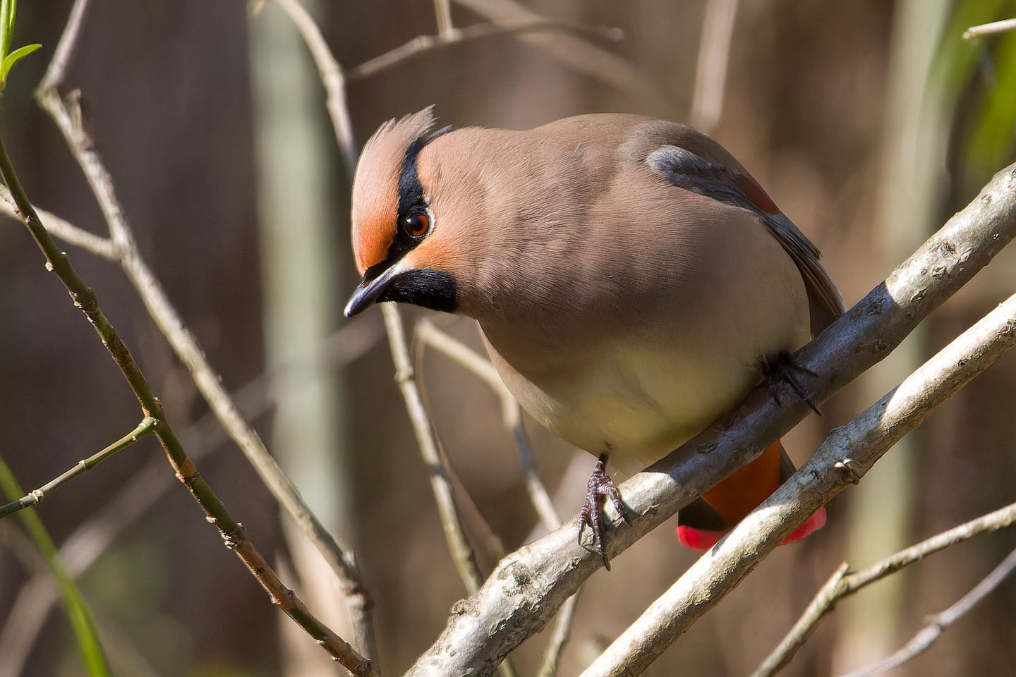 Canon EOS 60D + TAMRON SP 150-600mm F/5-6.3 Di VC USD (A011) and DxO PureRAW 3