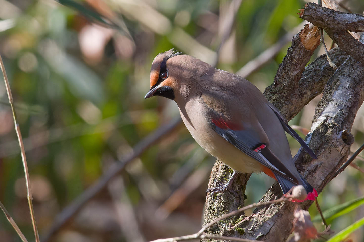 Canon EOS 60D + TAMRON SP 150-600mm F/5-6.3 Di VC USD (A011) and DxO PureRAW 3