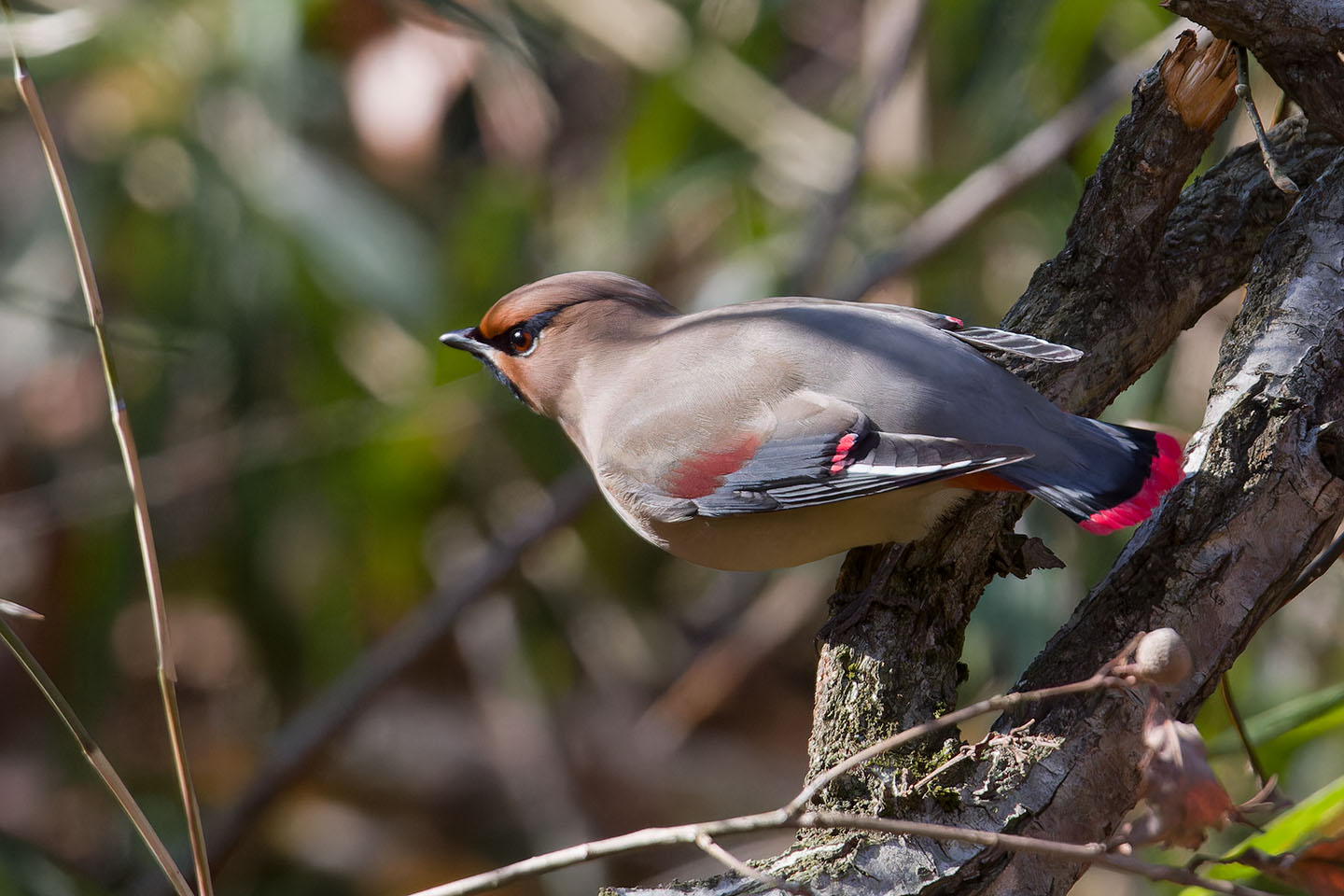 Canon EOS 60D + TAMRON SP 150-600mm F/5-6.3 Di VC USD (A011) and DxO PureRAW 3