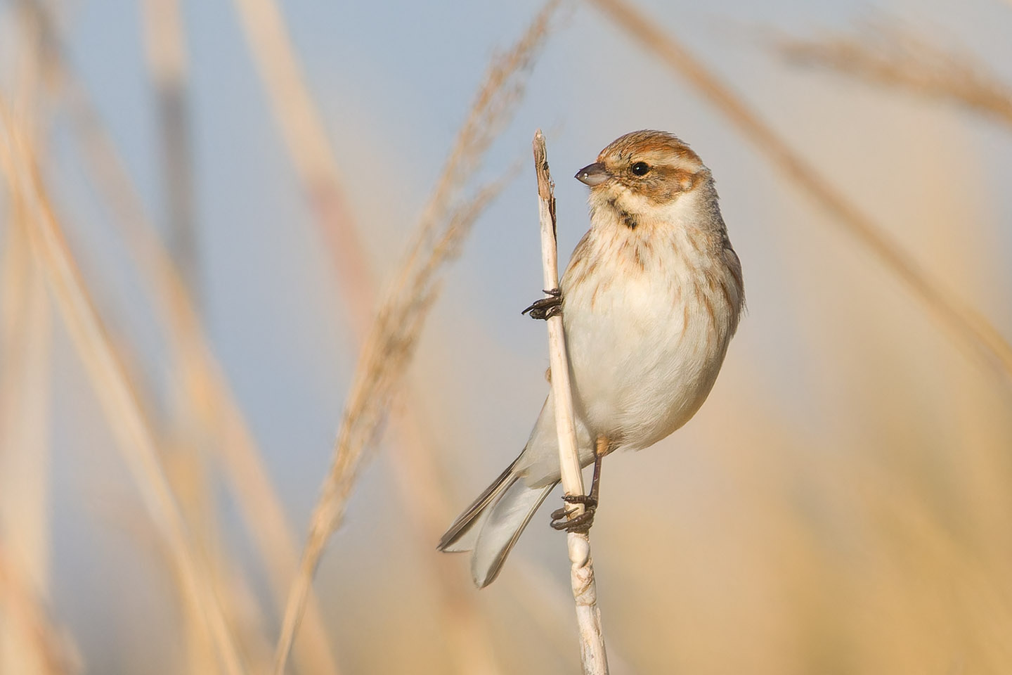 Canon EOS 60D + TAMRON SP 150-600mm F/5-6.3 Di VC USD (A011) and DxO PureRAW 3