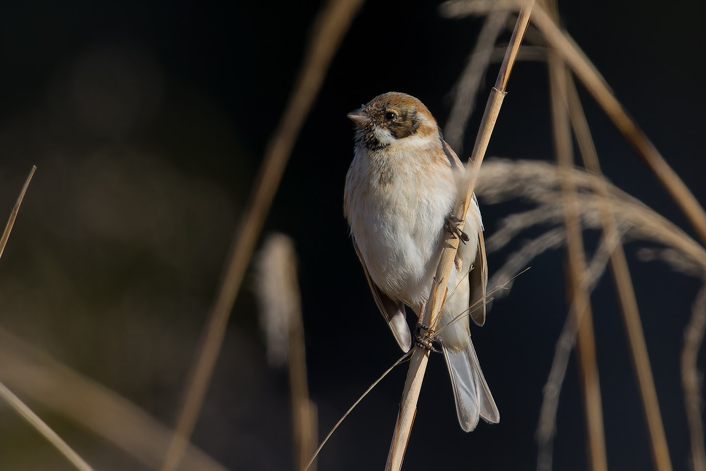 Canon EOS 60D + TAMRON SP 150-600mm F/5-6.3 Di VC USD (A011) and DxO PureRAW 3