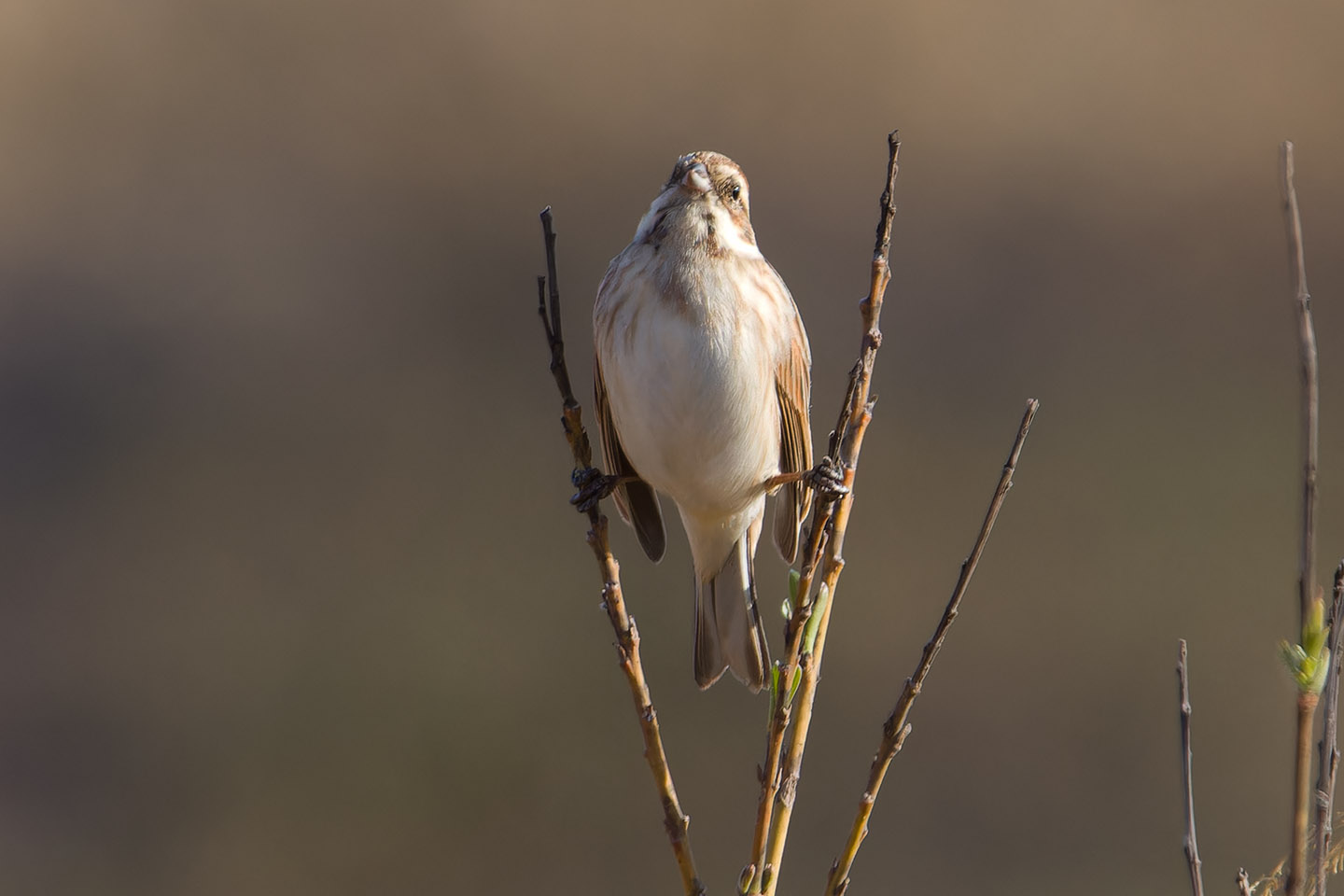 Canon EOS 60D + TAMRON SP 150-600mm F/5-6.3 Di VC USD (A011) and DxO PureRAW 3