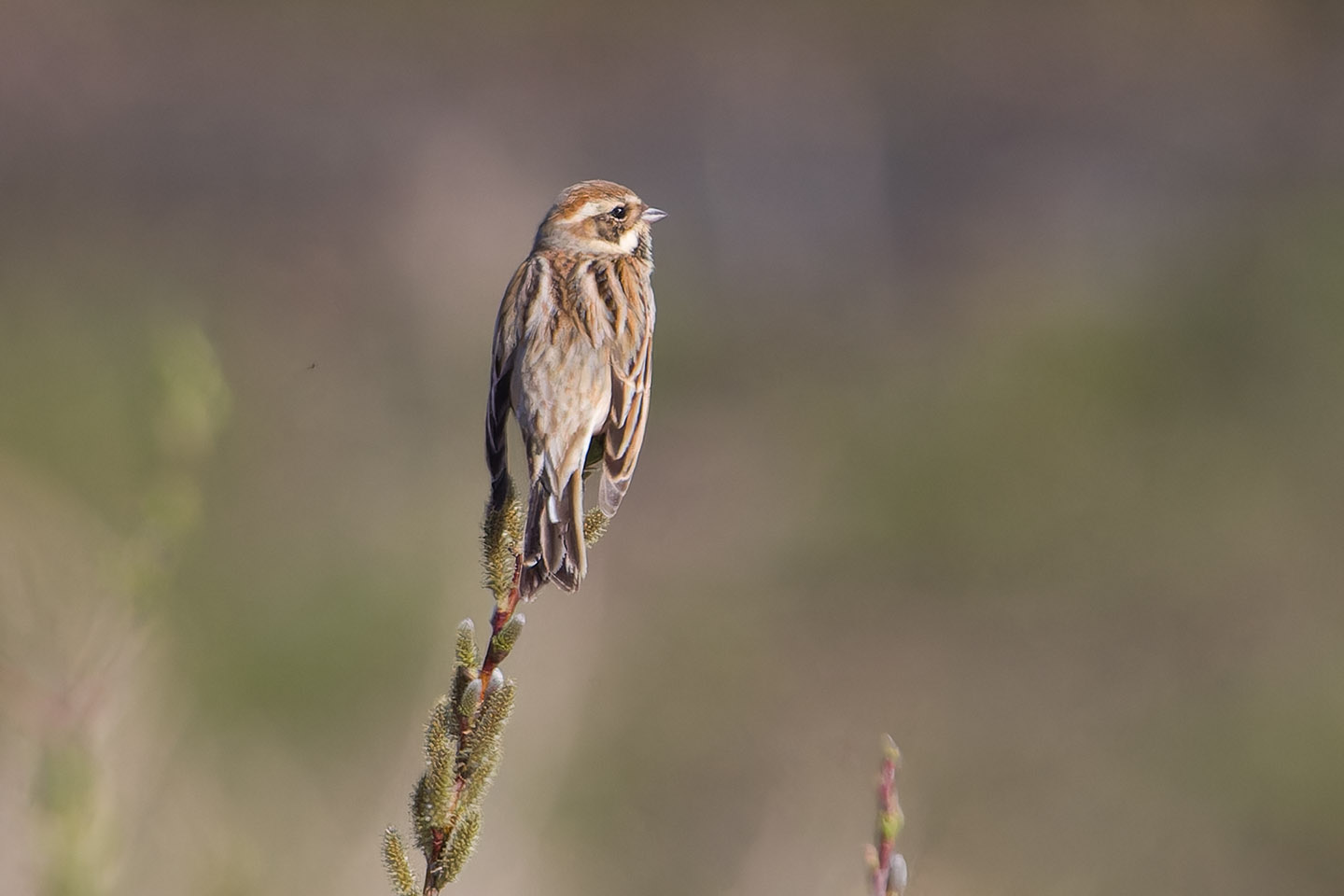 Canon EOS 60D + TAMRON SP 150-600mm F/5-6.3 Di VC USD (A011) and DxO PureRAW 3