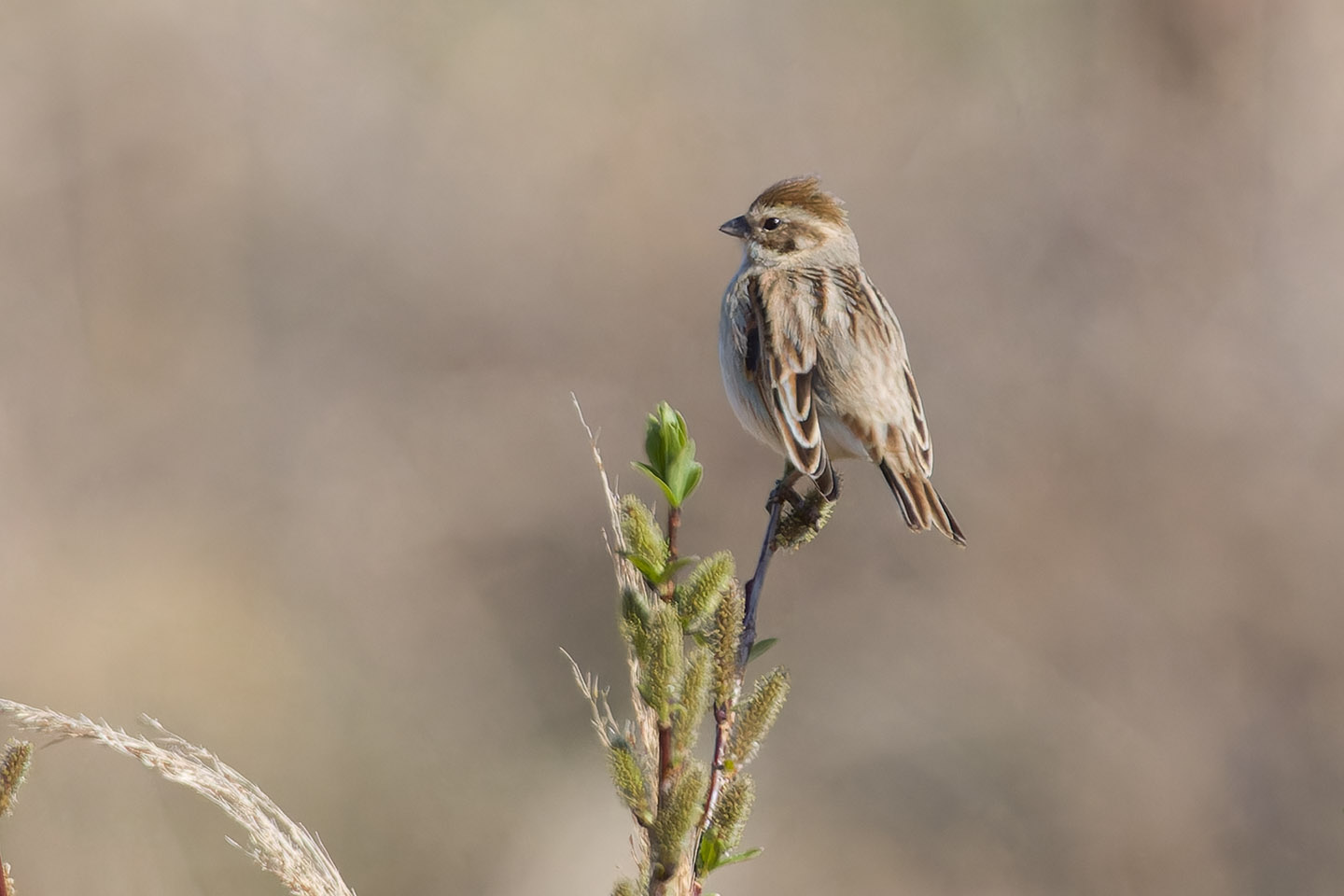 Canon EOS 60D + TAMRON SP 150-600mm F/5-6.3 Di VC USD (A011) and DxO PureRAW 3