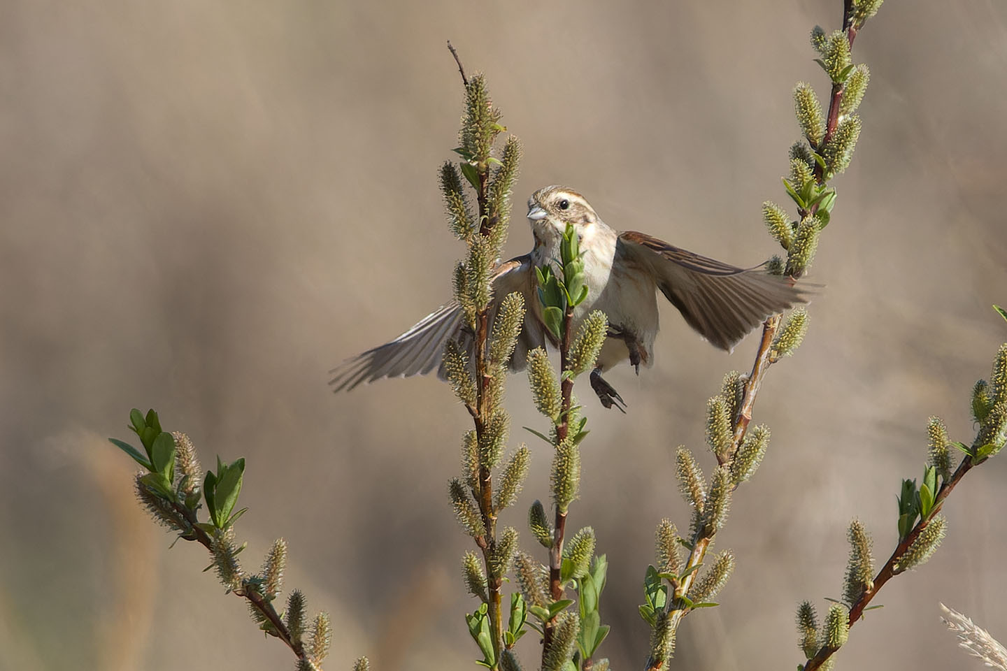 Canon EOS 60D + TAMRON SP 150-600mm F/5-6.3 Di VC USD (A011) and DxO PureRAW 3