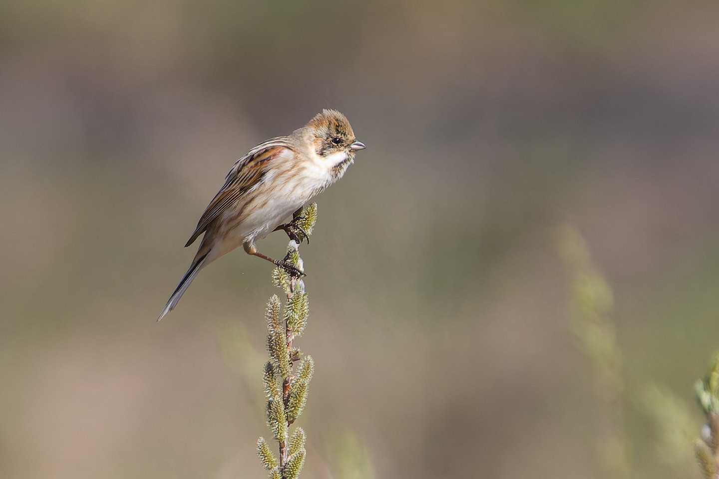 Canon EOS 60D + TAMRON SP 150-600mm F/5-6.3 Di VC USD (A011) and DxO PureRAW 3