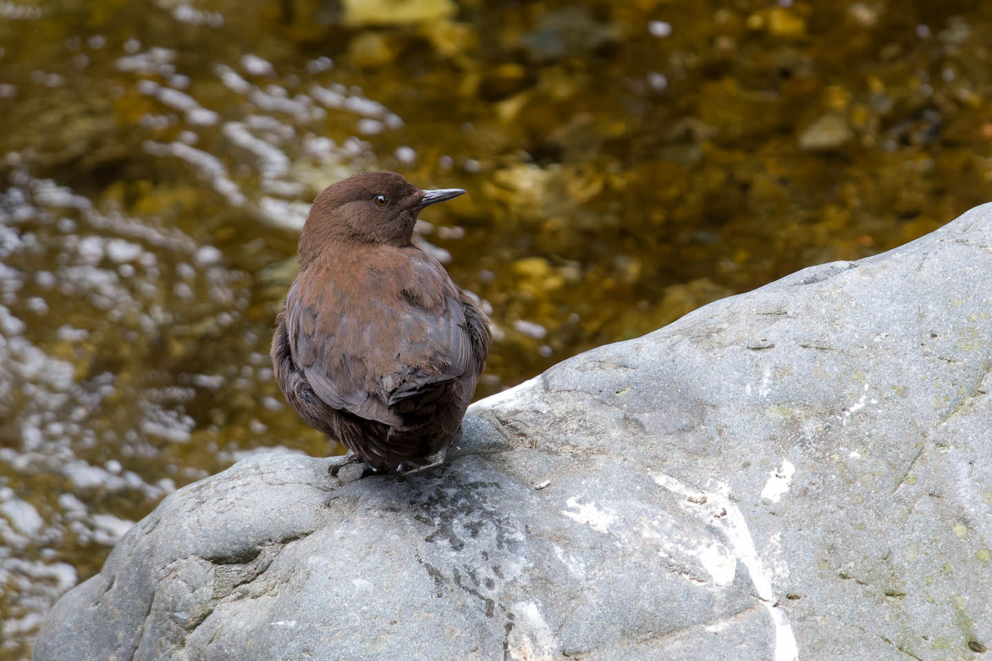 Canon EOS 60D + TAMRON SP 150-600mm F/5-6.3 Di VC USD (A011) and DxO PureRAW 3