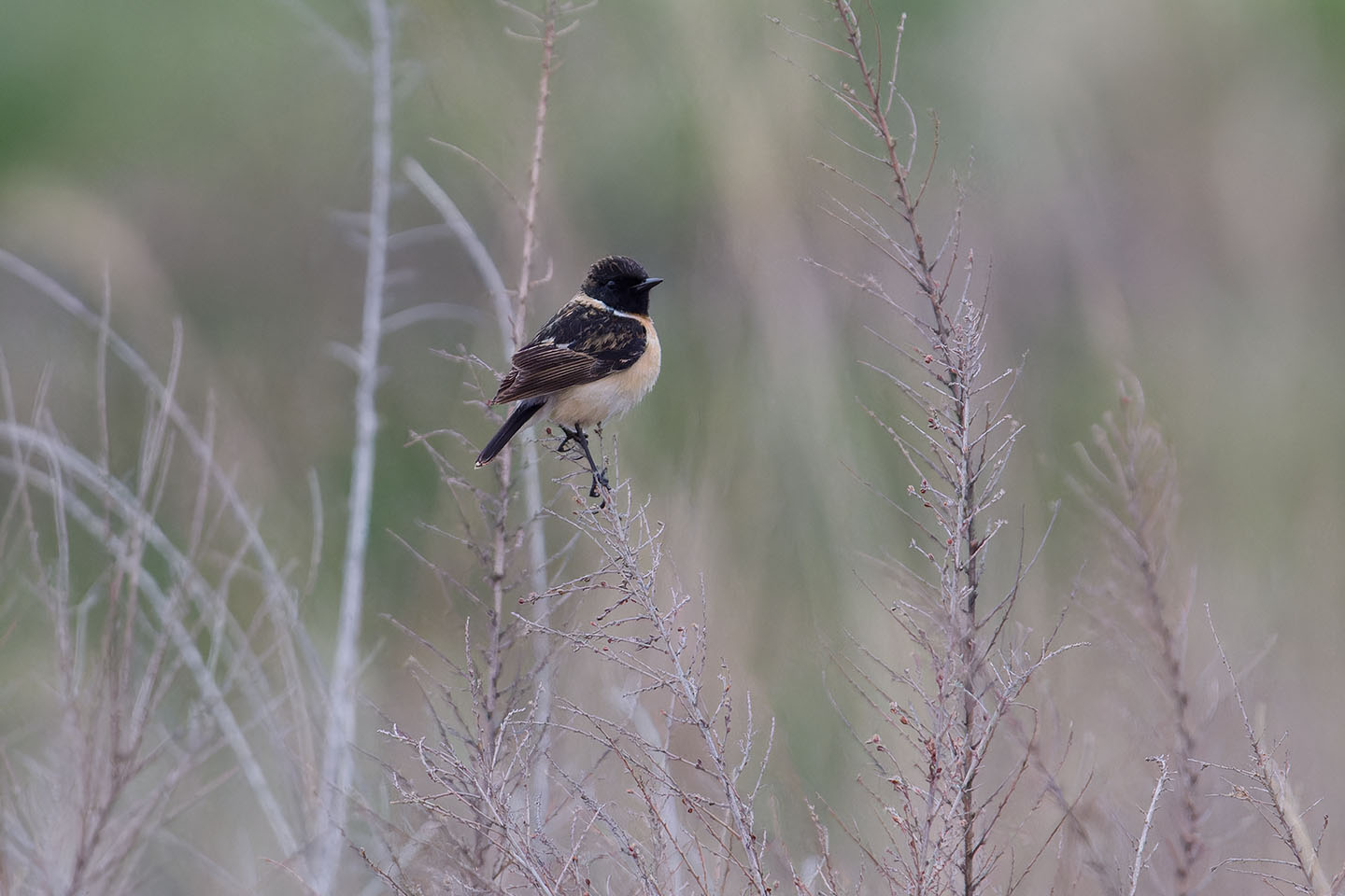 Canon EOS 60D + TAMRON SP 150-600mm F/5-6.3 Di VC USD (A011) and DxO PureRAW 3