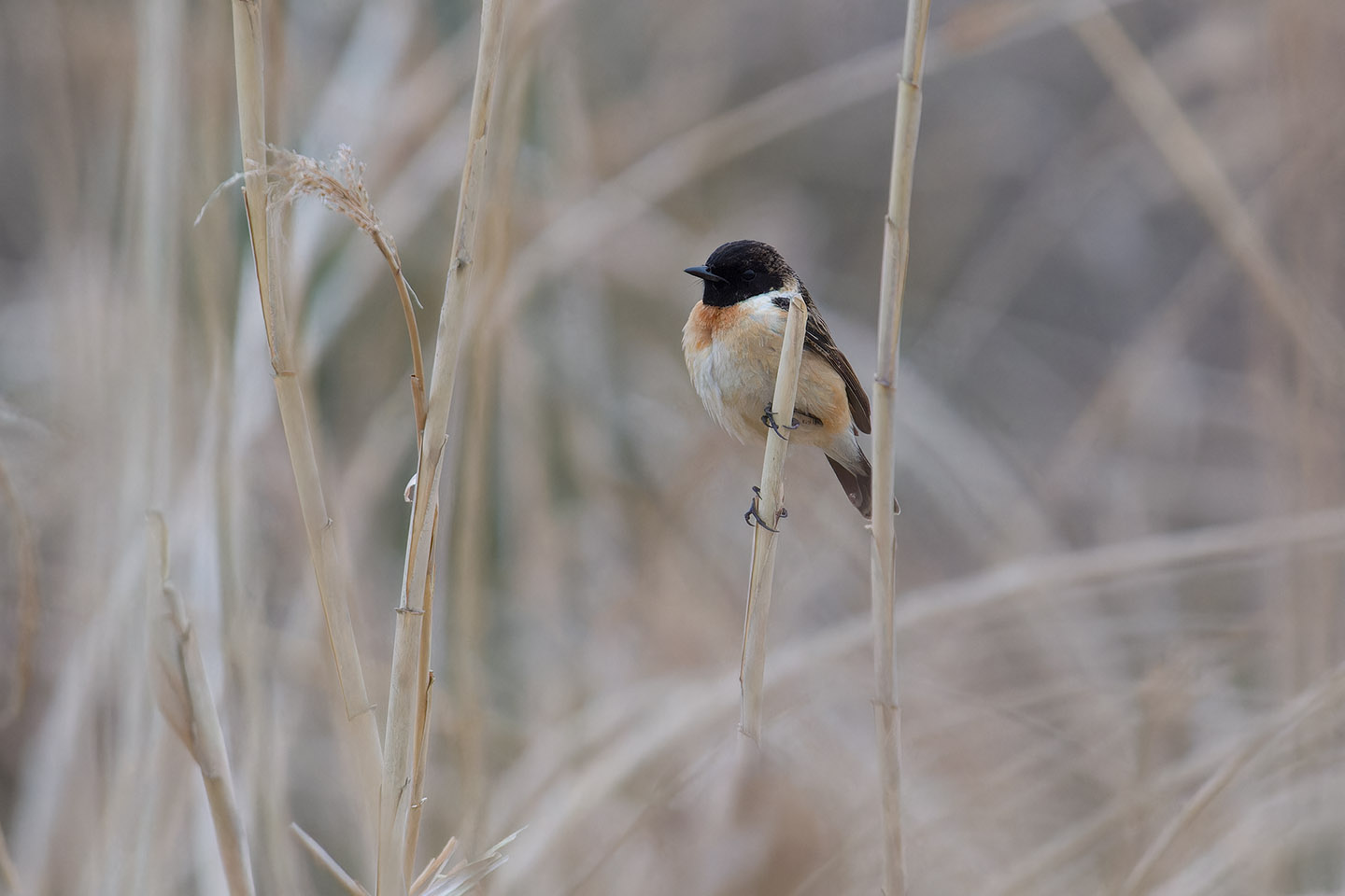 Canon EOS 60D + TAMRON SP 150-600mm F/5-6.3 Di VC USD (A011) and DxO PureRAW 3