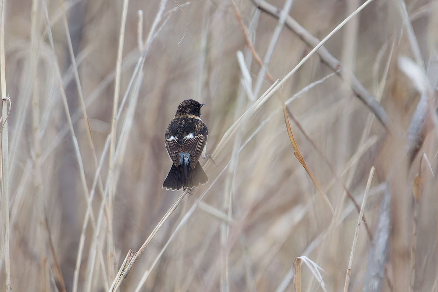 Canon EOS 60D + TAMRON SP 150-600mm F/5-6.3 Di VC USD (A011) and DxO PureRAW 3