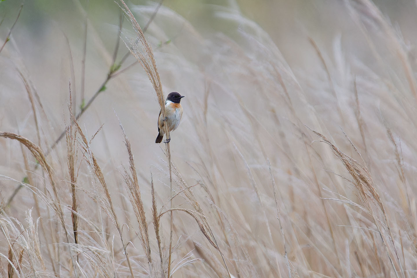 Canon EOS 60D + TAMRON SP 150-600mm F/5-6.3 Di VC USD (A011) and DxO PureRAW 3