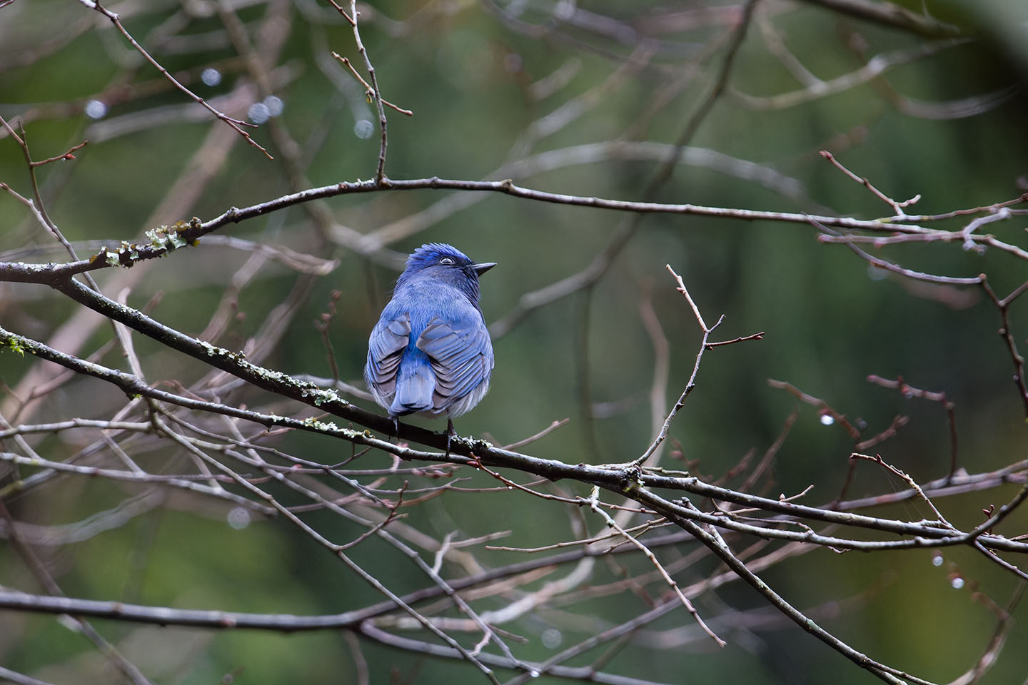 Canon EOS 60D + TAMRON SP 150-600mm F/5-6.3 Di VC USD (A011) and DxO PureRAW 3