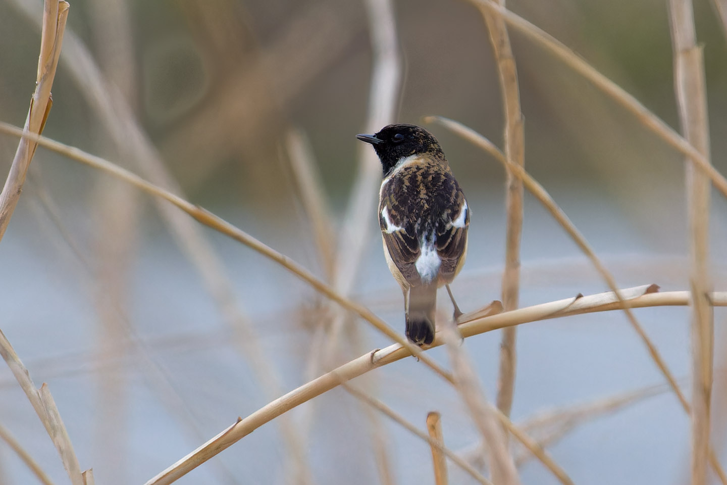 Canon EOS 60D + TAMRON SP 150-600mm F/5-6.3 Di VC USD (A011) and DxO PureRAW 3