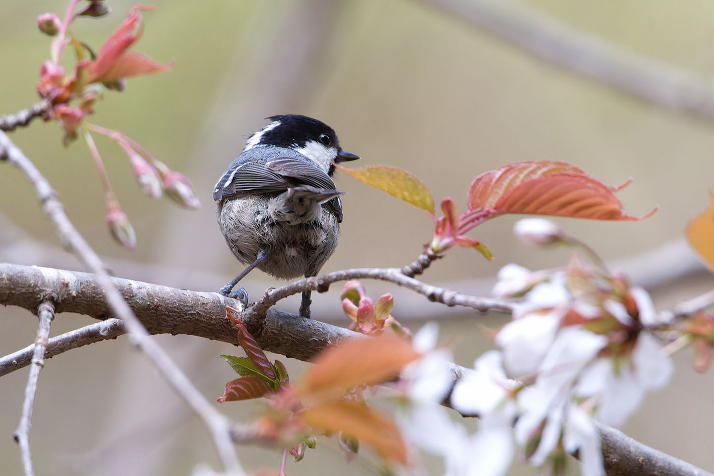 Canon EOS 60D + TAMRON SP 150-600mm F/5-6.3 Di VC USD (A011) and DxO PureRAW 3