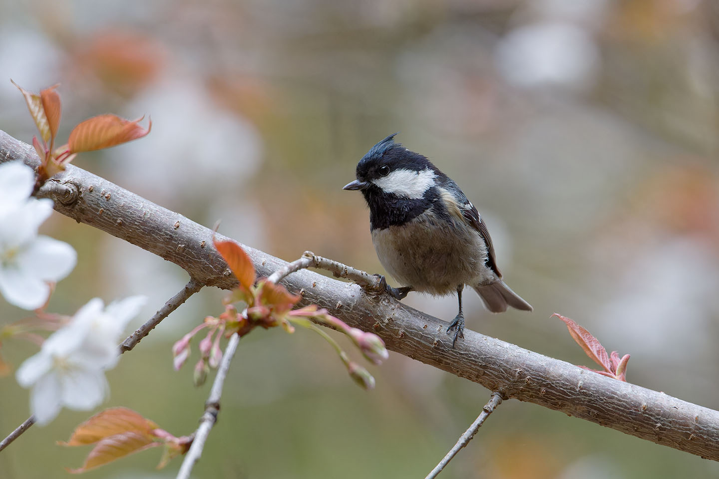 Canon EOS 60D + TAMRON SP 150-600mm F/5-6.3 Di VC USD (A011) and DxO PureRAW 3