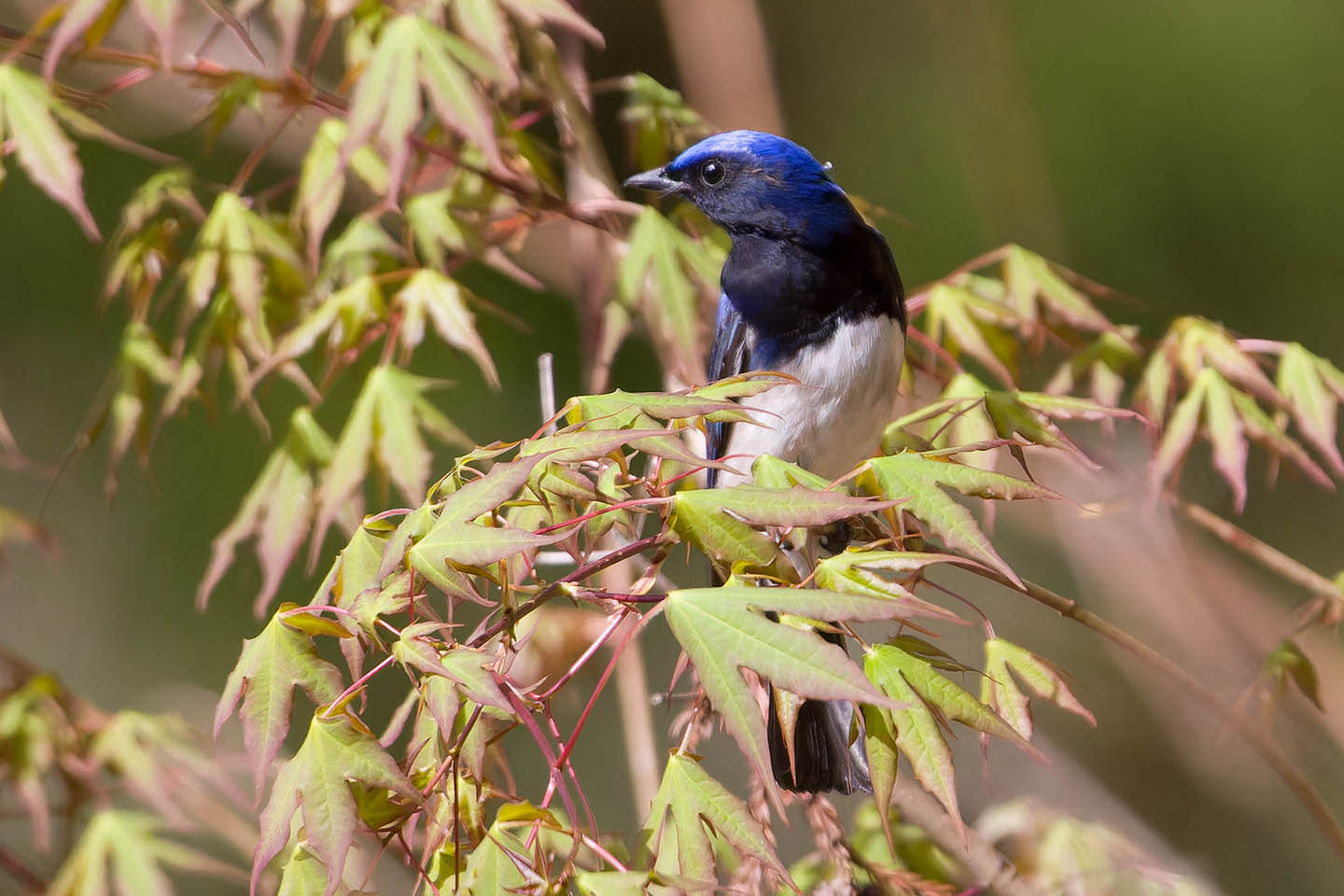 Canon EOS 60D + TAMRON SP 150-600mm F/5-6.3 Di VC USD (A011) and DxO PureRAW 3