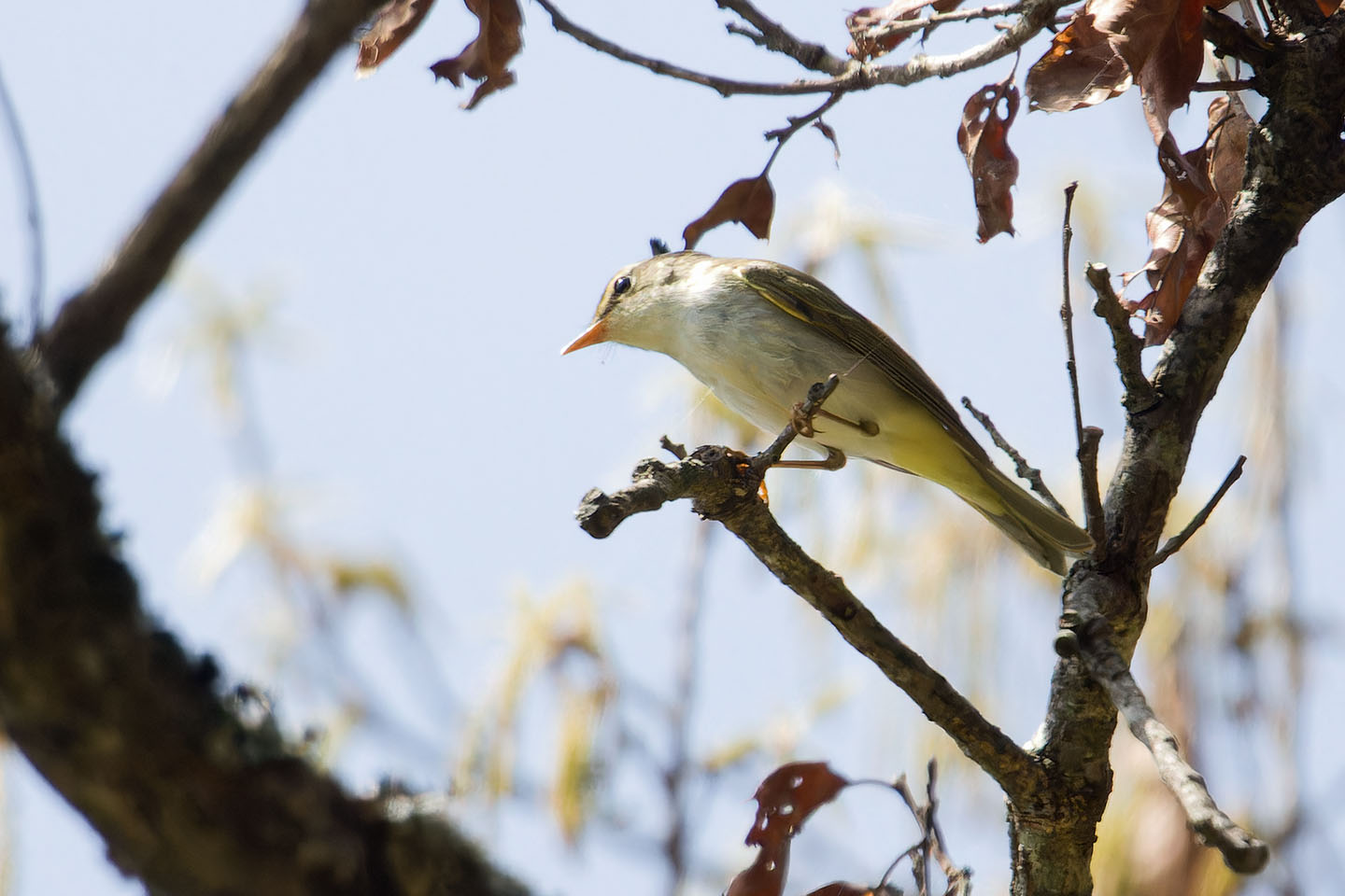 Canon EOS 60D + TAMRON SP 150-600mm F/5-6.3 Di VC USD (A011) and DxO PureRAW 3