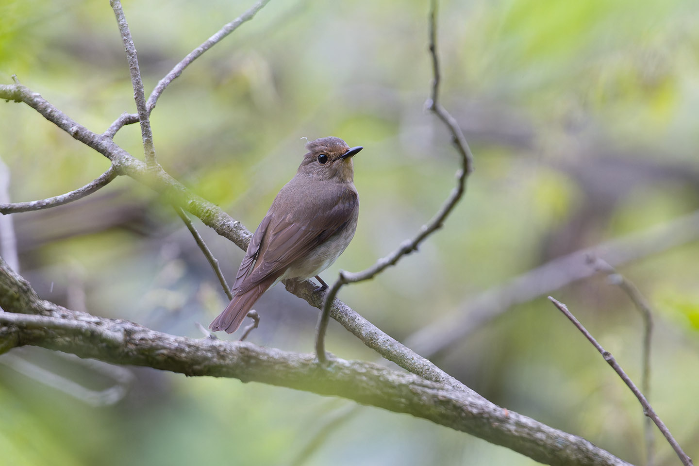 Canon EOS 60D + TAMRON SP 150-600mm F/5-6.3 Di VC USD (A011) and DxO PureRAW 3