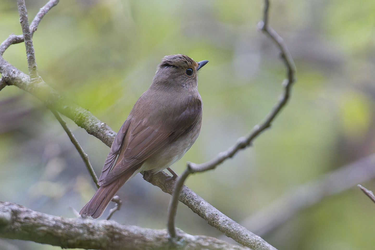 Canon EOS 60D + TAMRON SP 150-600mm F/5-6.3 Di VC USD (A011) and DxO PureRAW 3