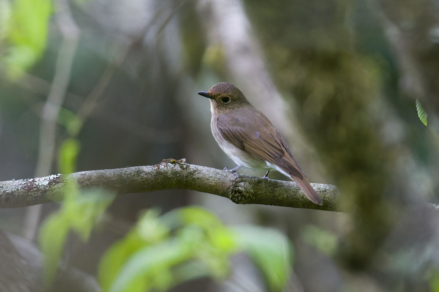 Canon EOS 60D + TAMRON SP 150-600mm F/5-6.3 Di VC USD (A011) and DxO PureRAW 3