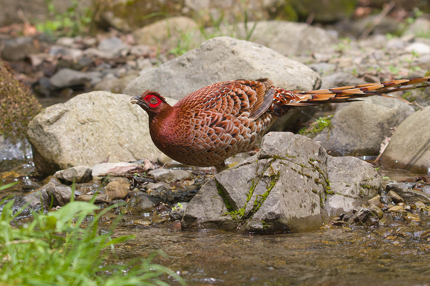 Canon EOS 60D + TAMRON SP 150-600mm F/5-6.3 Di VC USD (A011) and DxO PureRAW 3