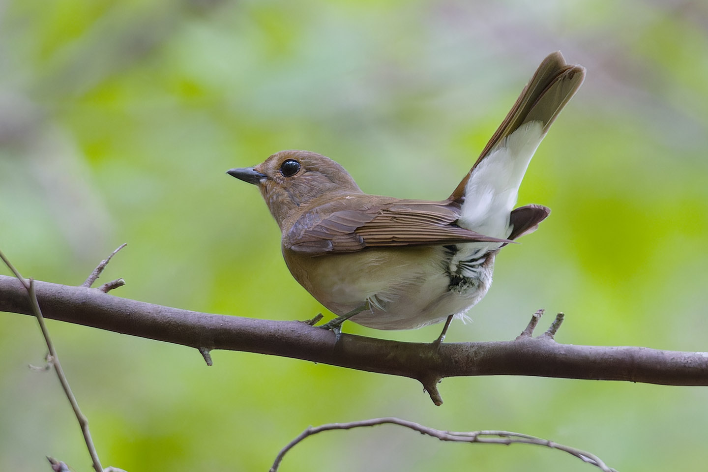 Canon EOS 60D + TAMRON SP 150-600mm F/5-6.3 Di VC USD (A011) and DxO PureRAW 3