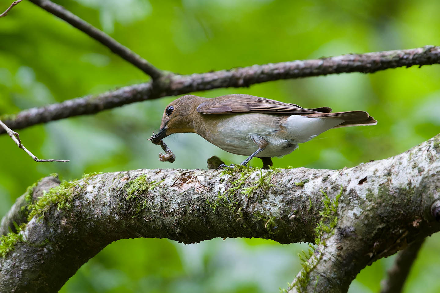 Canon EOS 60D + TAMRON SP 150-600mm F/5-6.3 Di VC USD (A011) and DxO PureRAW 3