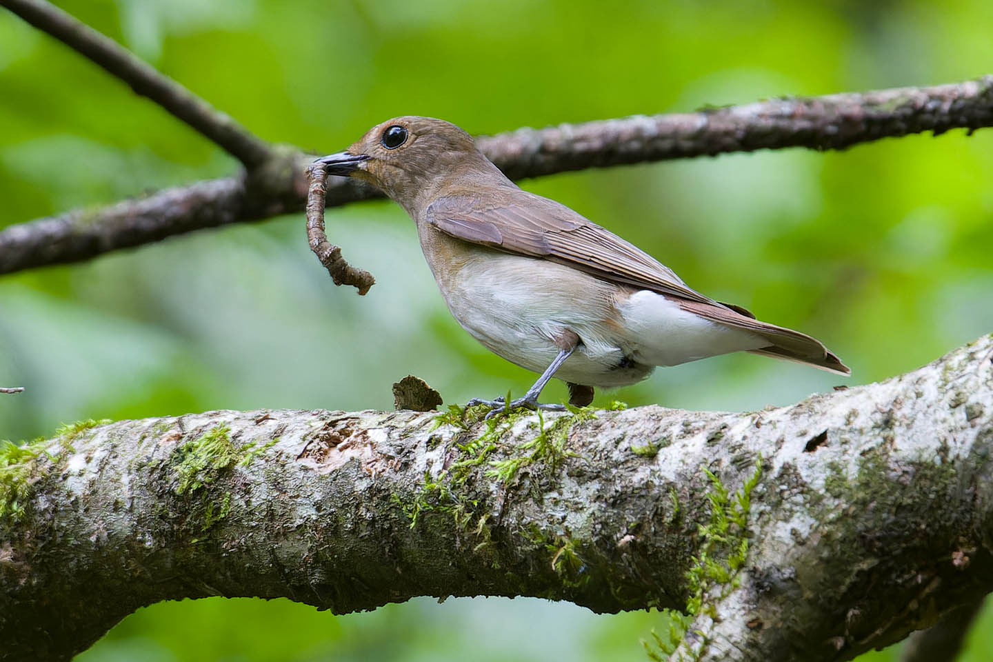 Canon EOS 60D + TAMRON SP 150-600mm F/5-6.3 Di VC USD (A011) and DxO PureRAW 3