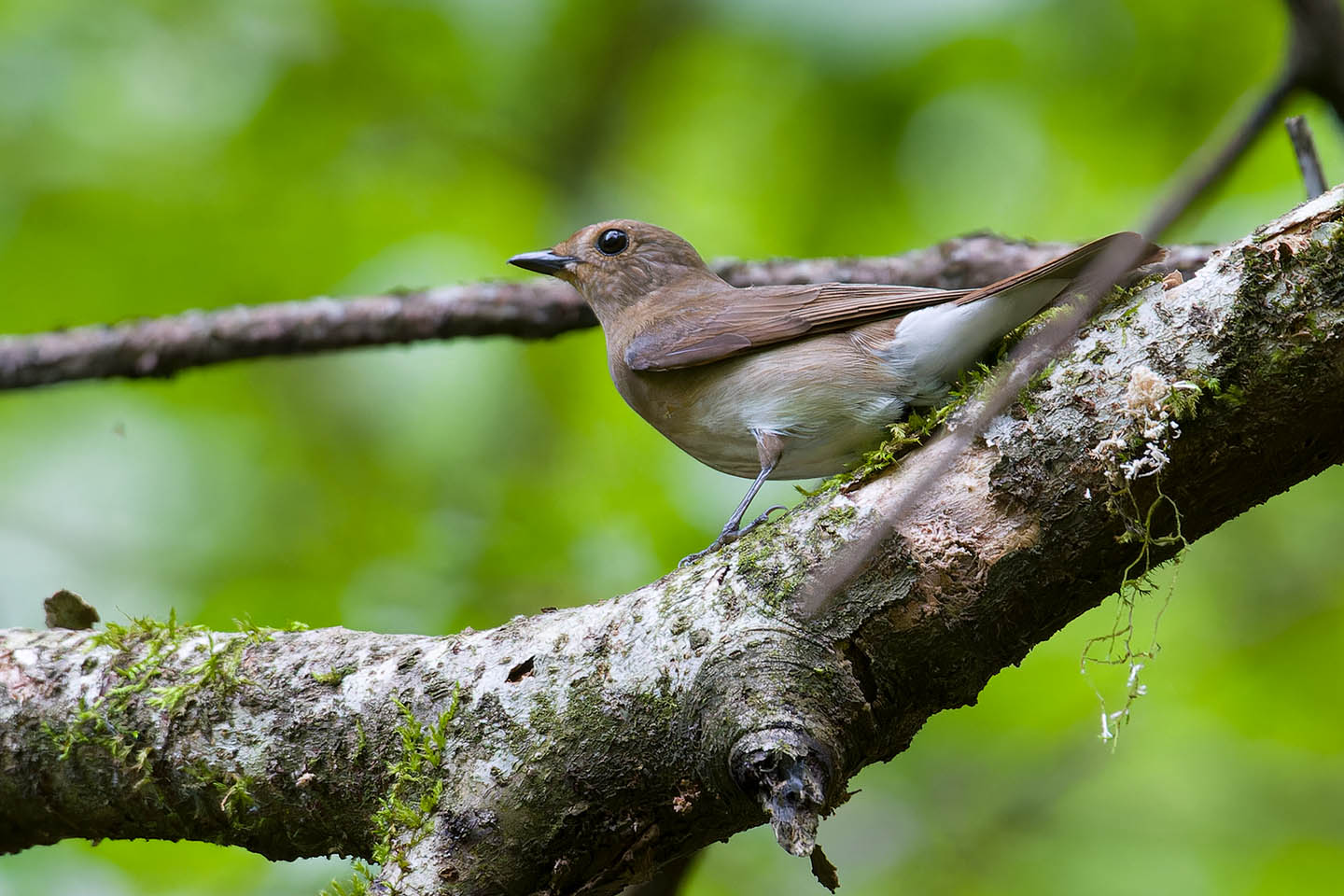 Canon EOS 60D + TAMRON SP 150-600mm F/5-6.3 Di VC USD (A011) and DxO PureRAW 3