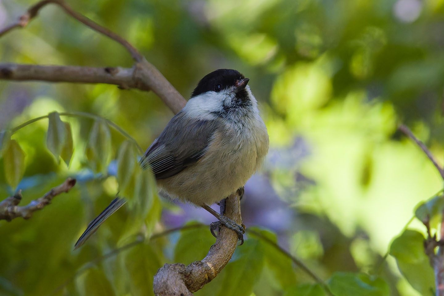 Canon EOS 60D + TAMRON SP 150-600mm F/5-6.3 Di VC USD (A011) and DxO PureRAW 3