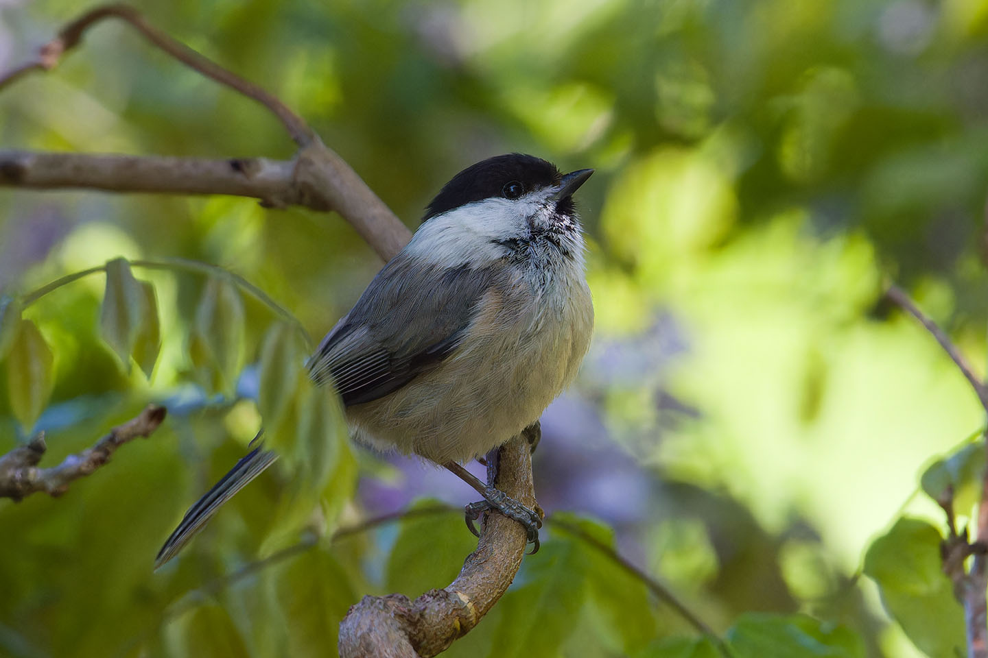 Canon EOS 60D + TAMRON SP 150-600mm F/5-6.3 Di VC USD (A011) and DxO PureRAW 3